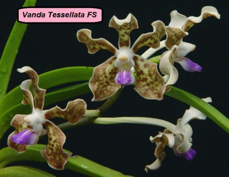Vanda Tessellata FS