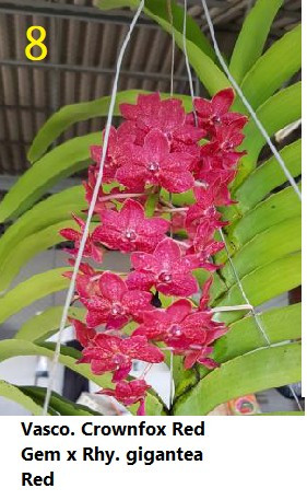 Vasco. Crownfox Red Gem X Rhy. gigantea red