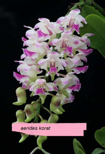 Aerides Korat