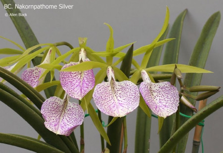 Brassocattleya Nakornpathome silver "Joy black" AM/AOS