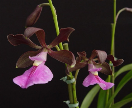Encyclia Cordigera