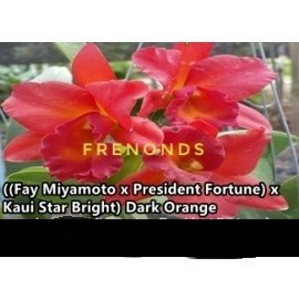 ((Lc. Fay Miyamoto xPresident fortune) x Kaui star bright)) x Dark Orange