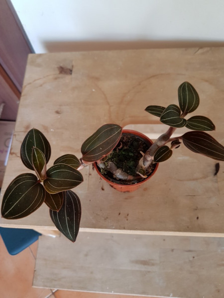 Ludisia Discolor