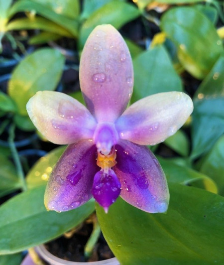 Phalaenopsis ambotrana dark yellow x bellina