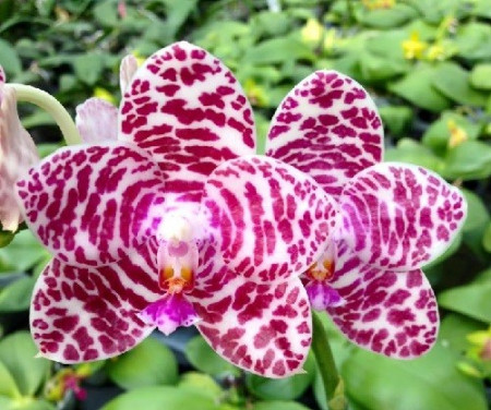 Phalaenopsis Brother Glory 'Long Fong' AM/AOS
