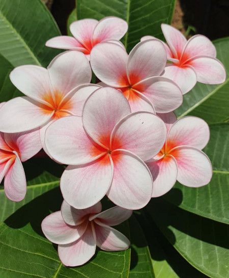 Plumeria Cherry Pink