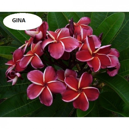 Plumeria Gina
