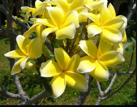 Plumeria Inca Gold