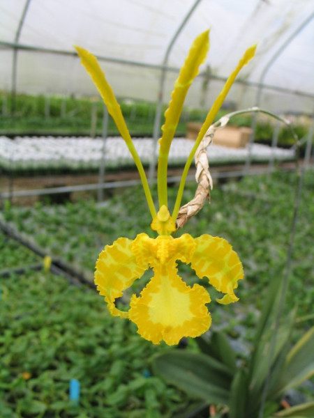Psychopsis Mariposa var. Alba FS