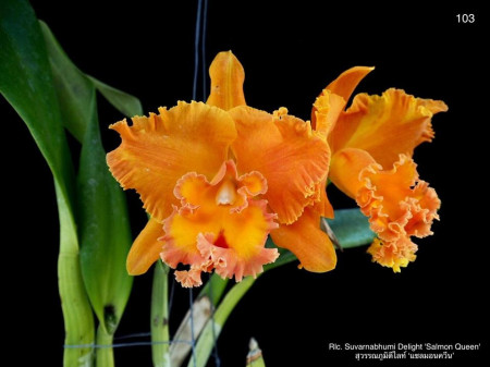 Rlc. Suwannabumi Delight var salmon queen var siam