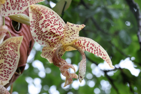 Stanhopea Gutulata NFS