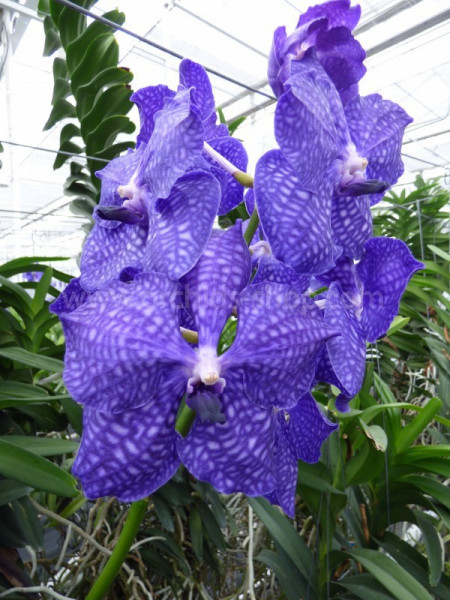 Vanda Blue Magic SS1
