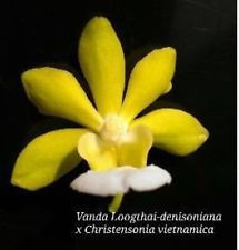 Vanda Hoogthai x Vanda Denisoniana X Christensonia Vietnamica w1 FS