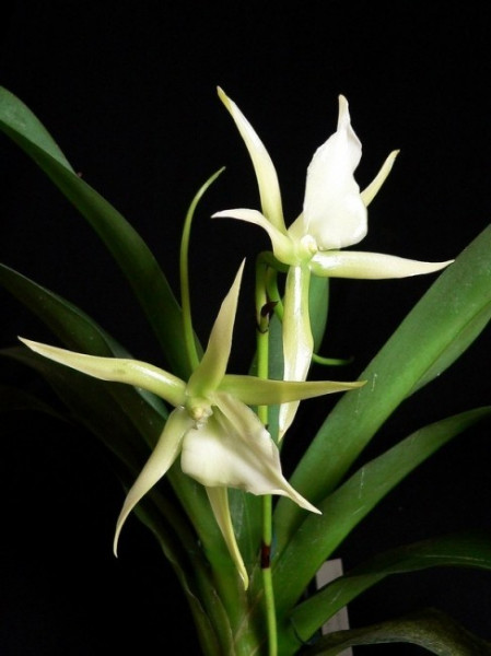 Angraecum Veitchii