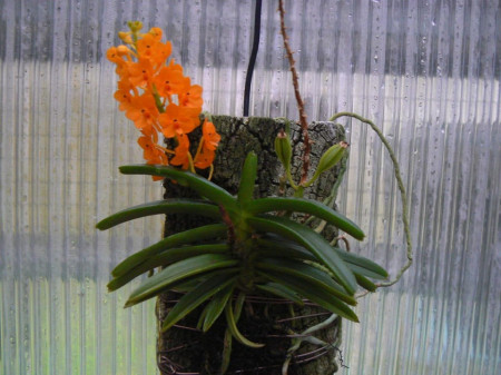 Ascocentrum Garayi FS
