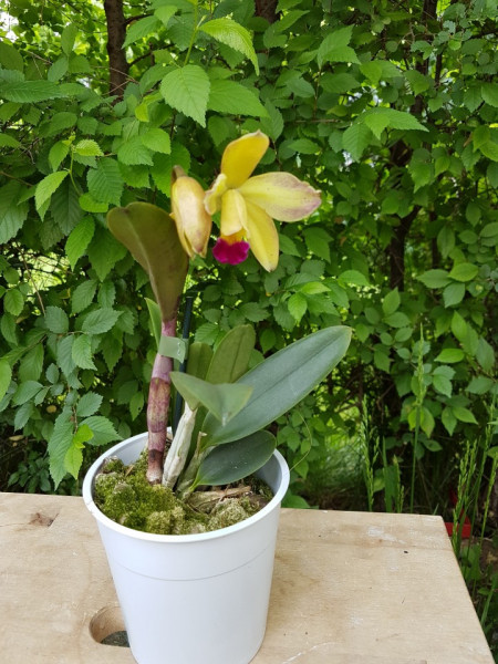 Cattleya crem+roz inchis