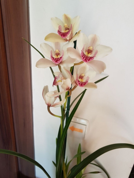 Cymbidium 1T