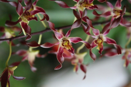 Dendrobium Antelope var Red FS