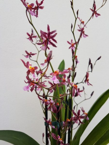 Oncidium Katarina Zoch