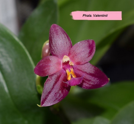 Phal Valentinii FS