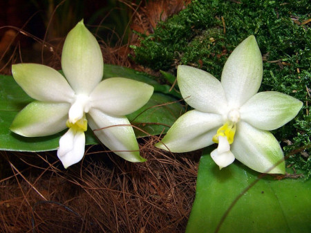 Phalaenopsis Violacea var. Alba FS