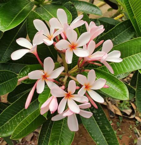 Plumeria Pink obtusa