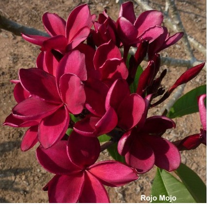 Plumeria Rojo Mojo