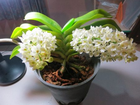 Rhynchostylis Gigantea Alba FS