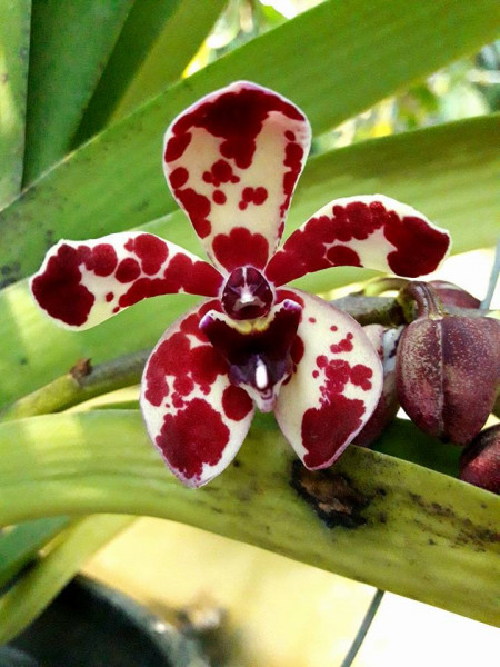 Rhynvandopsis Memory Mary Nattrass x Rhy. gigantea