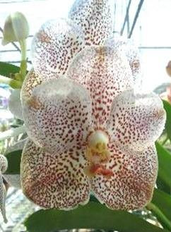 Ascocenda Tubtim Velvet x Jiraprapa FS