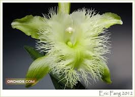 Brassavola Digbyana "Mrs Chase" FS