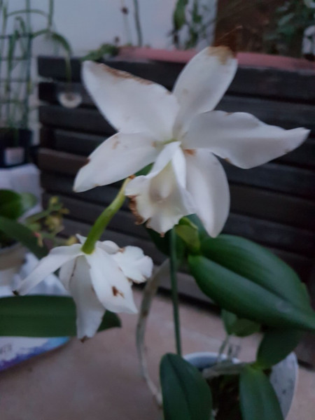 Cattleya alb