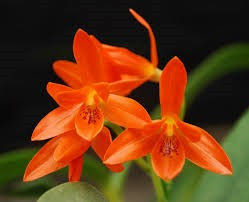 Cattleya aurantiaca