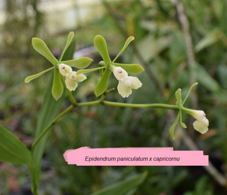 Epidendrum Paniculatum