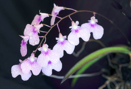 Ionopsis Utriculata