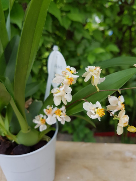 Oncidium Twinkle alb