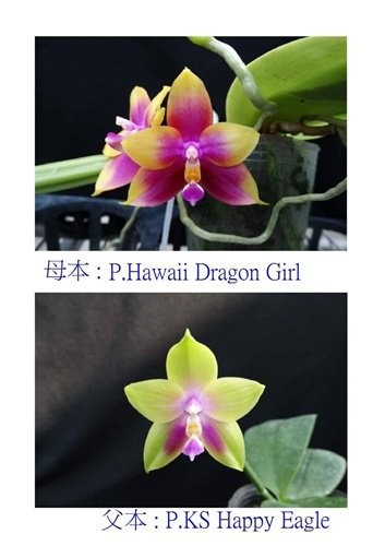 Phal. Hawai Dragon Girl X Phal. KS Happy Eagle FS