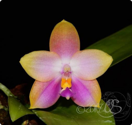 Phal. (Lynd. E. Emer X Lds. B. Q.) X (Phal. Amboinensis X Phal. Zh. Min Etch) FS