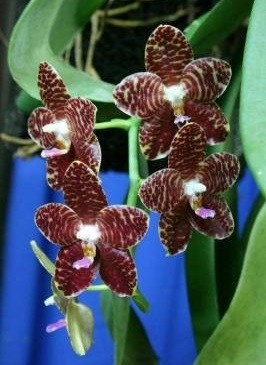 Phalaenopsis gigantea x Yungho gelblitz