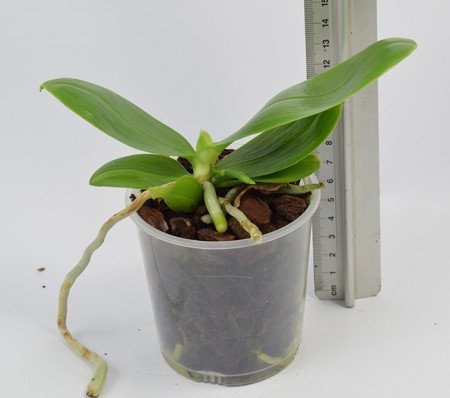 Phalaenopsis Jungo Cherry SKY