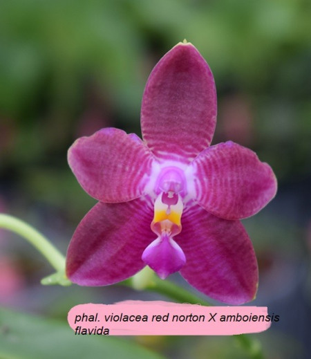 Phalaenopsis Violacea Red Norton X Ph. Amboinensis Flavida