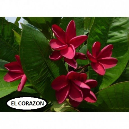Plumeria El Corazon