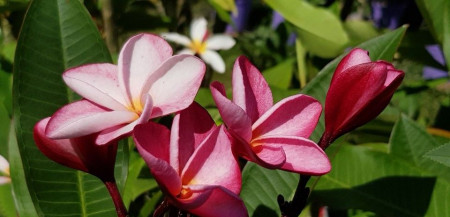 Plumeria Lorien