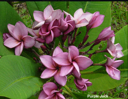 Plumeria Purple Jack
