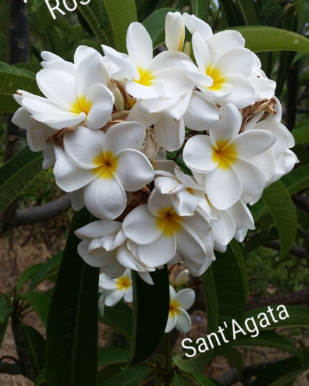 Plumeria Sant'Agata
