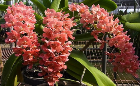 Rhynchostylis Gigantea Peach