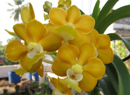 Vanda Denisoniana X xself w1 FS