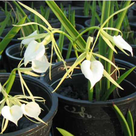 Brassocattleya Little Star FS