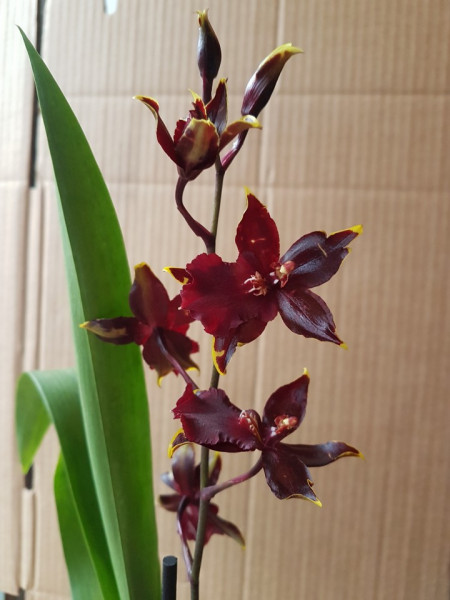 Colmanara Masai Red