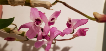 Dendrobium parishii - clumps